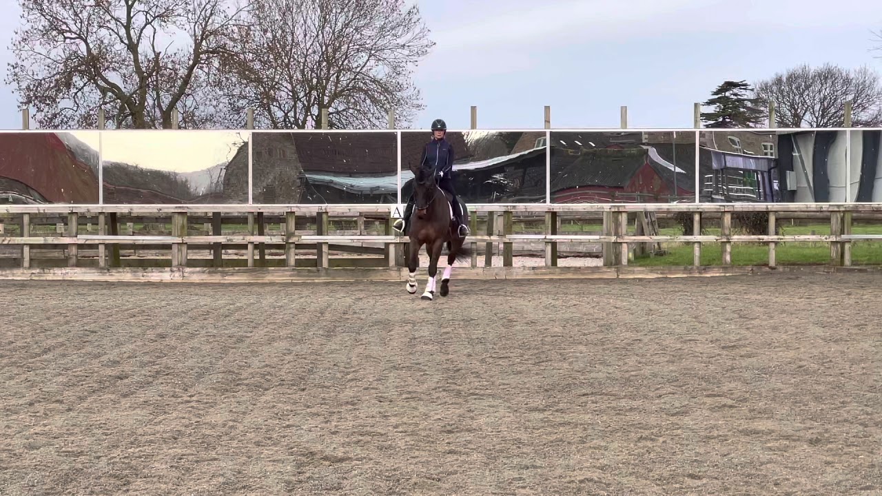 Novice 30 77.5% Calcourt Starlight scored a 9 😊 for the first canter to trot to canter transition.