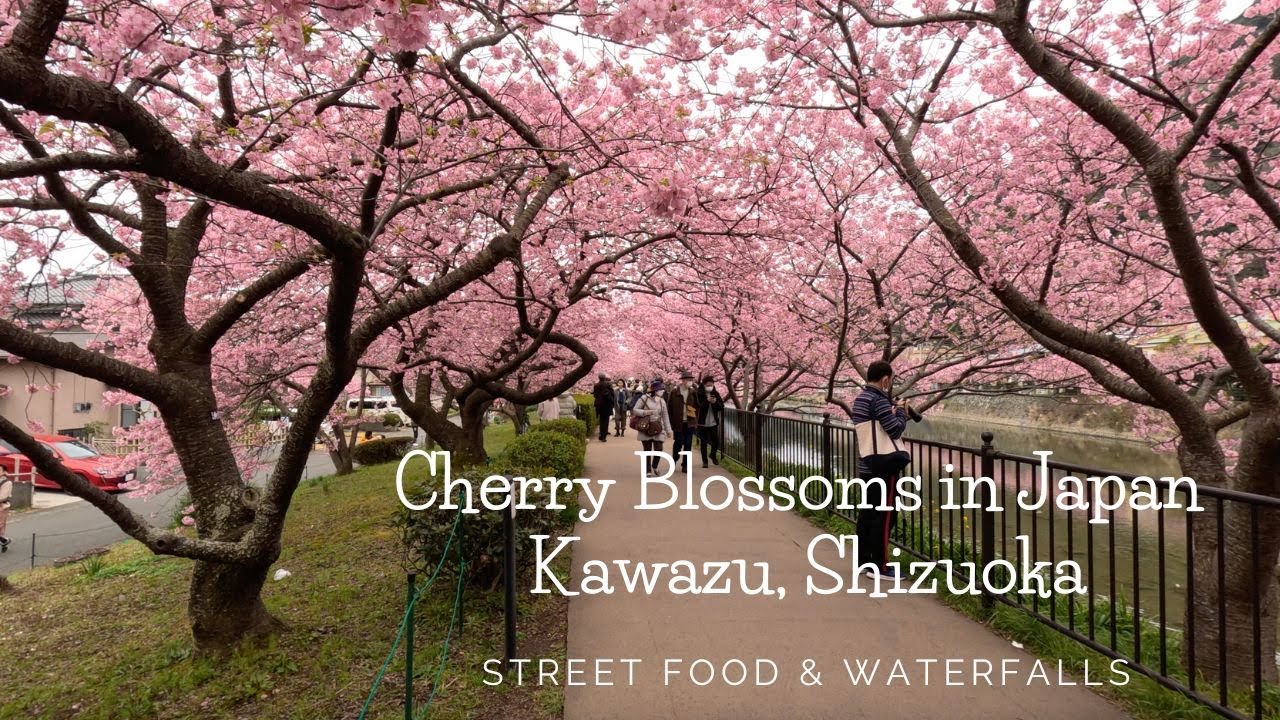 Early Cherry Blossom viewing in Japan | Street Food | Town Kawazu | TravelWithBrindha | EP 19