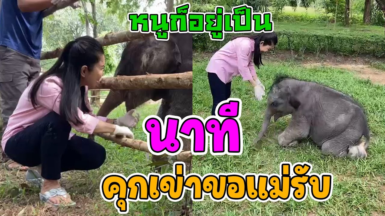 ครั้งแรกที่ได้เจอกัน คุณหนูนา กัญจนา - ตุลา - มีนา เด็กพลัดหลงกระบกคู่ นาทีตุลาคุกเข่าขอแม่รับ