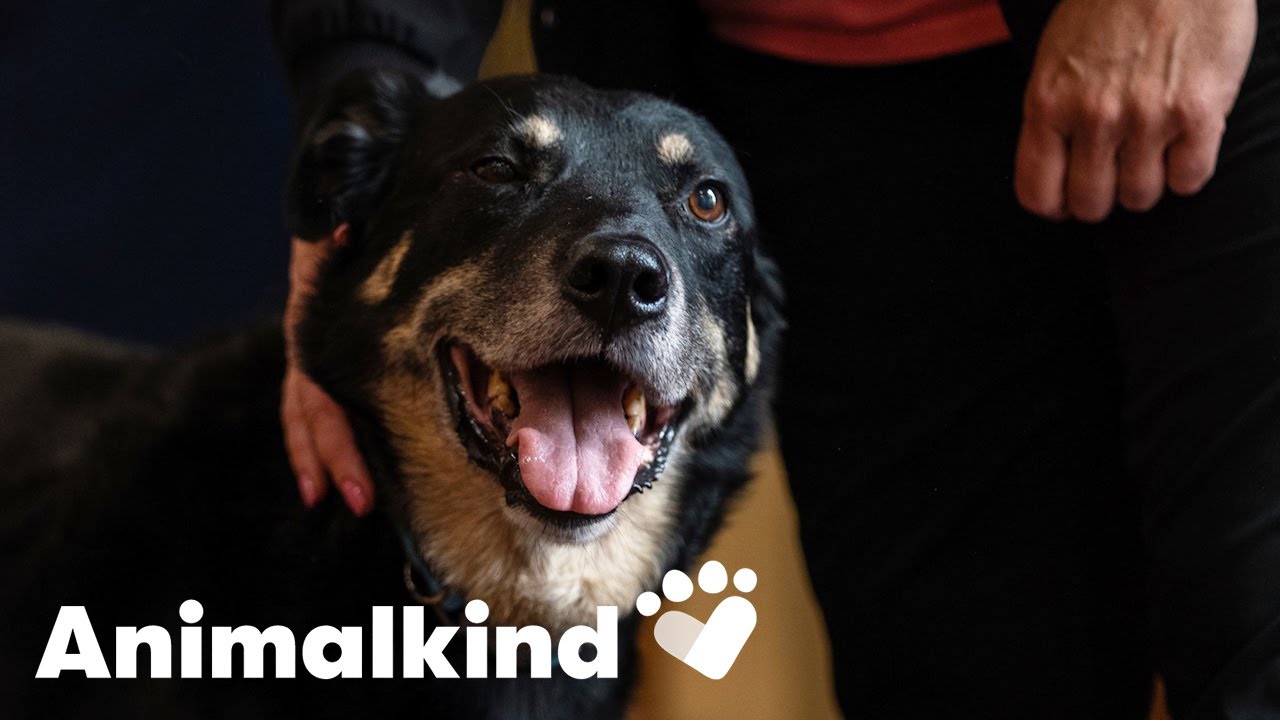 Dog escapes shelter, sneaks into nursing home so residents adopt him | Animalkind #goodnews