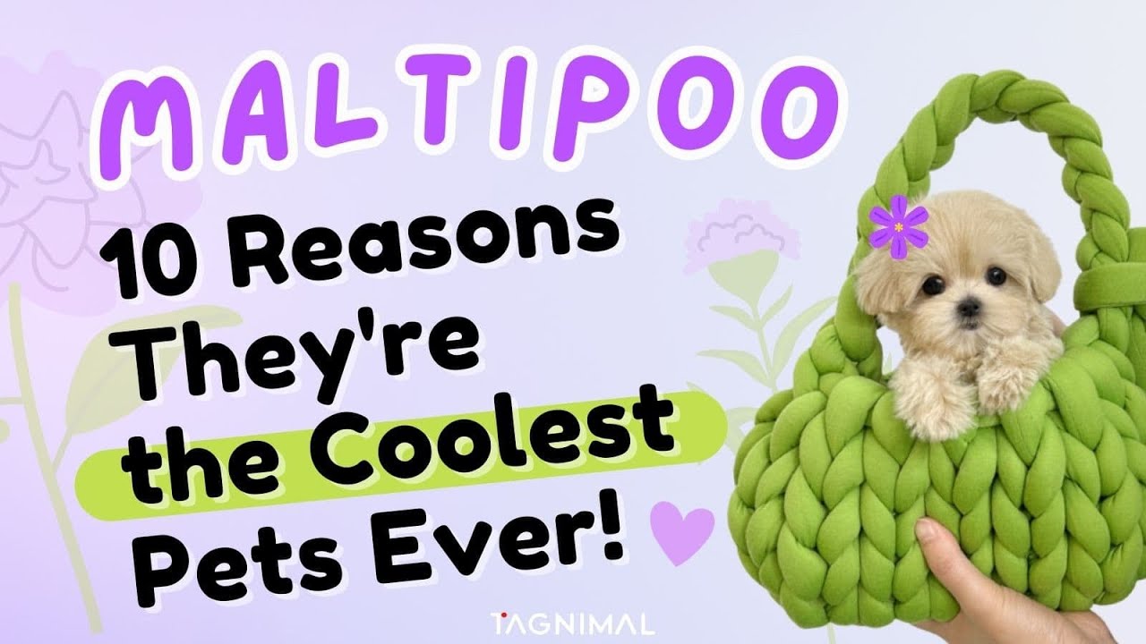 Maltipoo (มอลทิพู) 10 เหตุผล ทำไมน้องน่าเลี้ยงสุดๆ! 🌟 Tagnimal