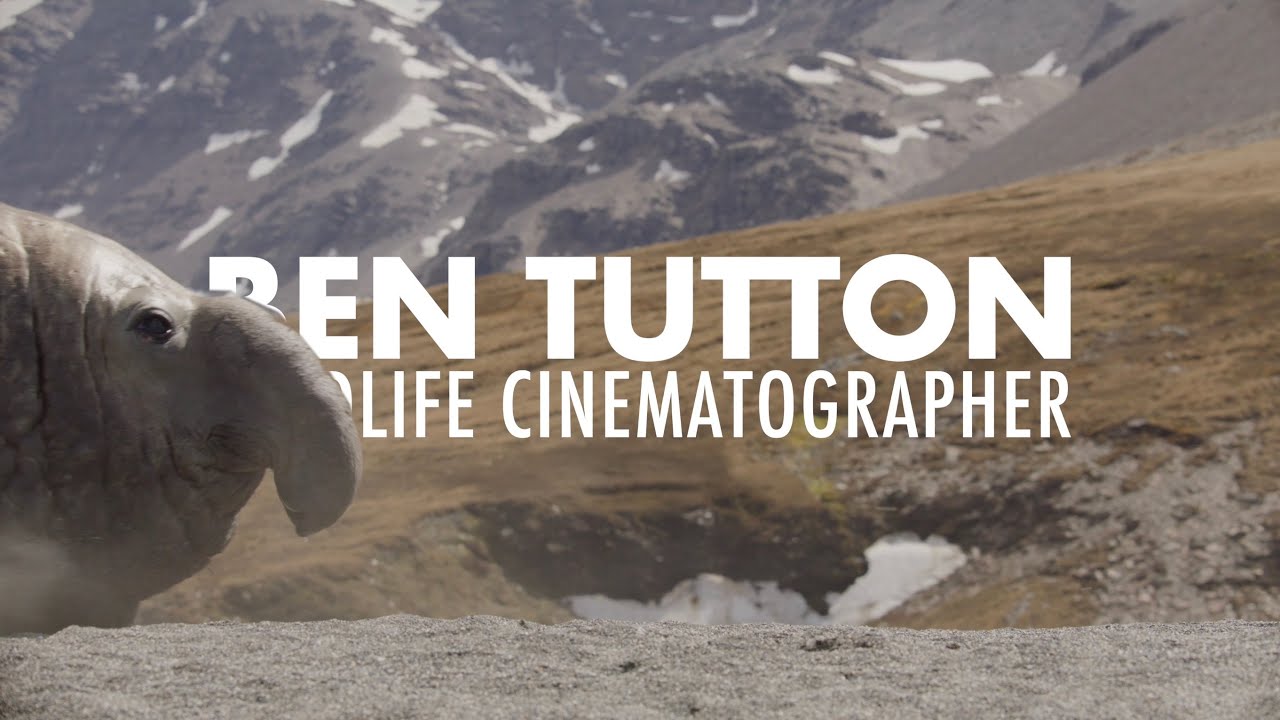 Wildlife Cinematography Showreel 2023 | Ben Tutton
