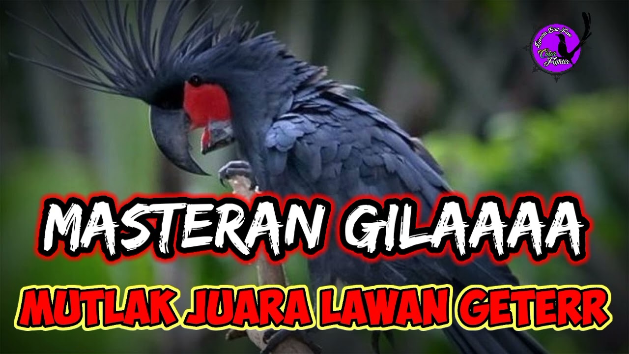 masteran super. adu tembakan