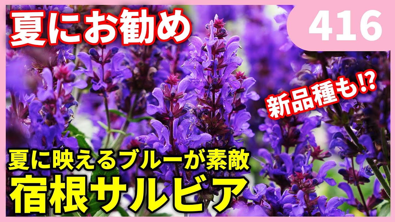 夏にお勧めの宿根サルビアの紹介と育て方の注意点 by 園芸チャンネル 416 園芸 ガーデニング 初心者
