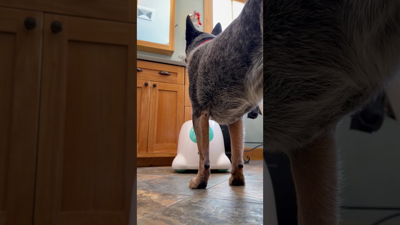 Josie chucker ball success🥰 approximately two months of occasional lessons