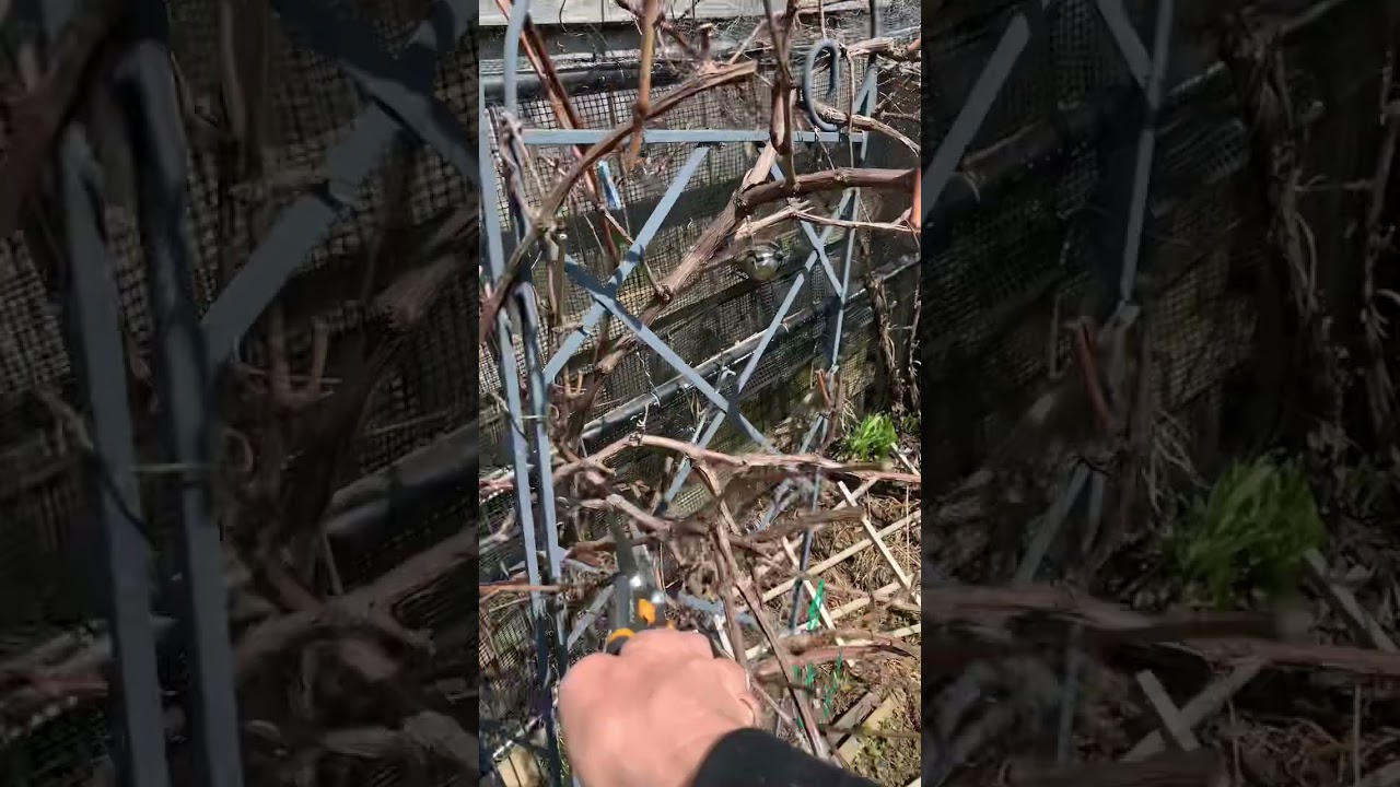 Grape pruning 