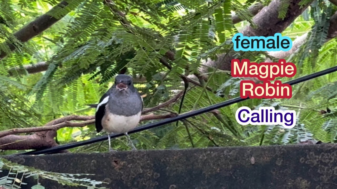 Female Magpie Robin Sounds #magpierobin#magpiesounds#femalemagpie#malemagpie#birdsvideo#magpiepair