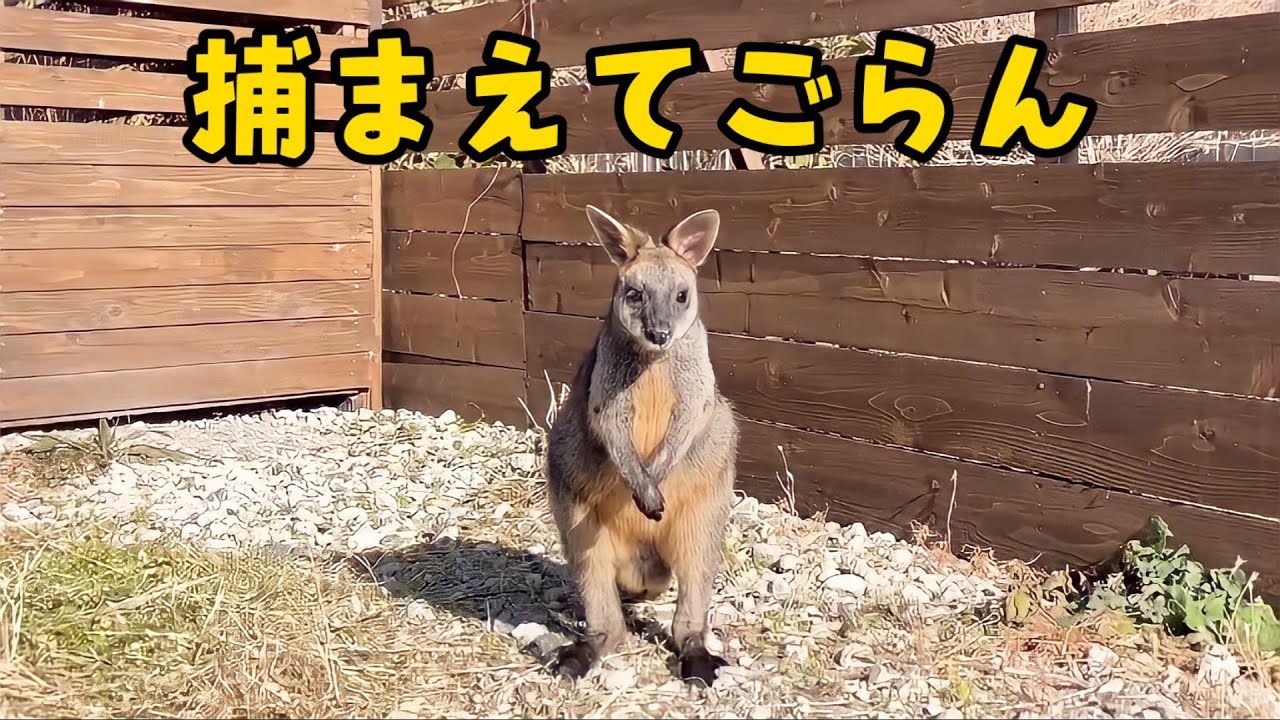 絶対に捕まえられないカンガルーと急にスイッチが入るミニブタつくね