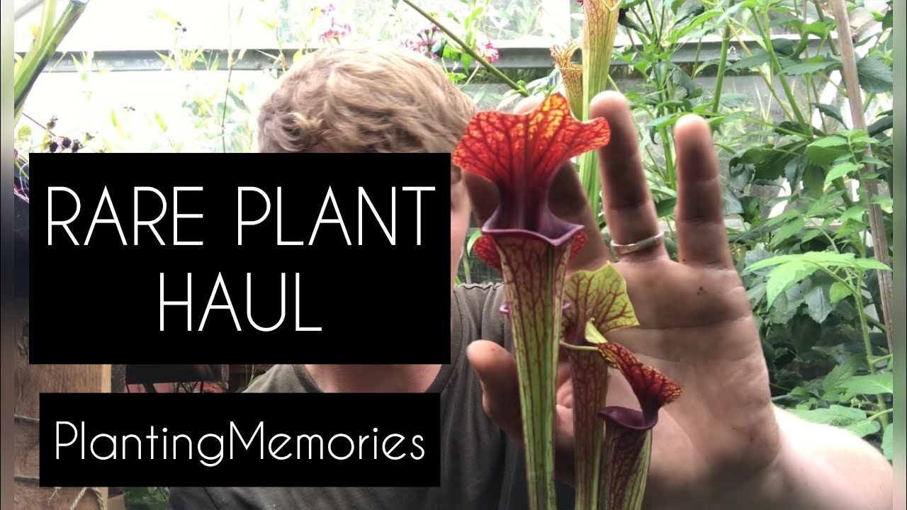 RARE PLANT HAUL | Carnivorous plant edition!