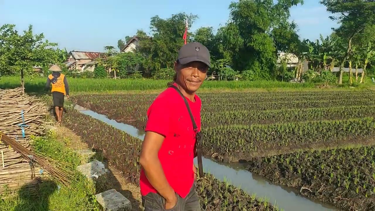 Part:1 UMUR 8 HARI PEMUPUKAN SUSULAN PERTAMA,DI MUSIM HUJAN 