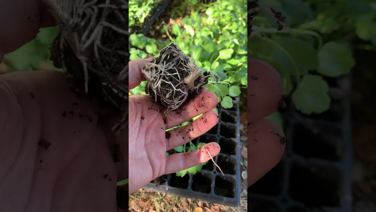Growing Ranunculus in zone 9B