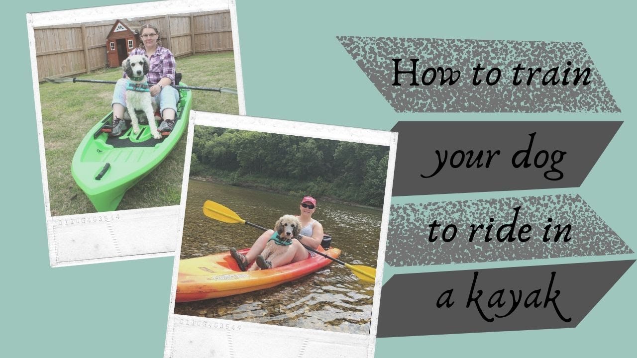 How to train your dog to ride in a kayak (or canoe)!