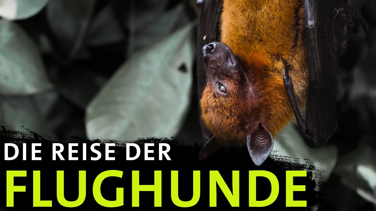 Hunderttausende Flederm&auml;use treffen sich &ndash; Das Geheimnis von Kasanka | Erlebnis Erde