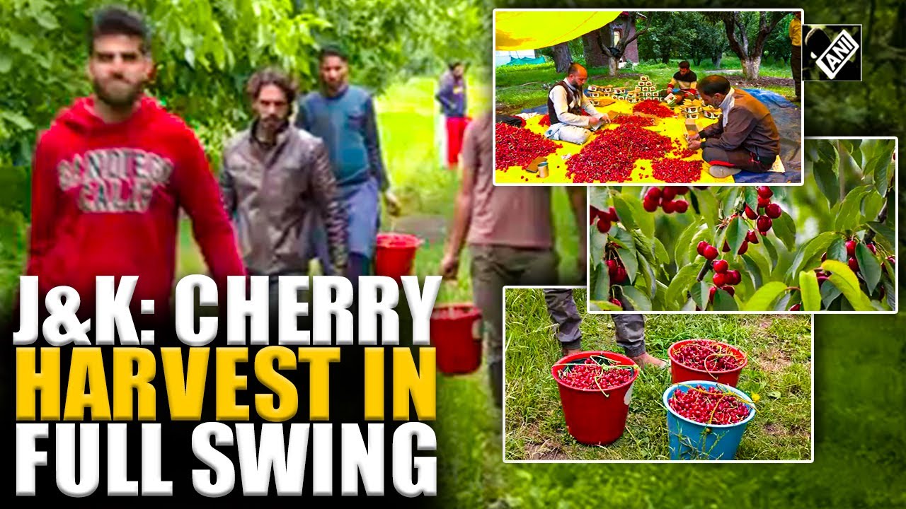 J&K: Cherry harvest in full swing in Kashmir; growers busy harvesting the fruit