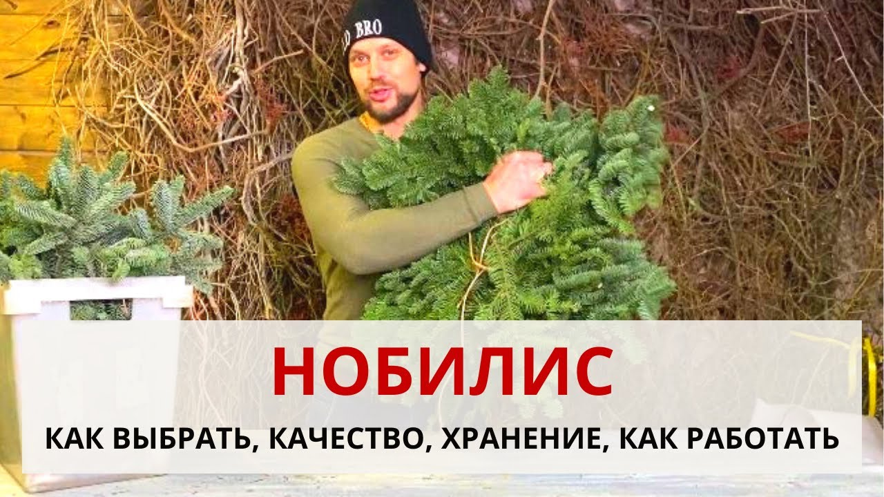 ВСЕ ПРО НОБИЛИС | Что такое НОБИЛИС? Как выбрать и как работать с нобилисом. Хранение нобилиса.