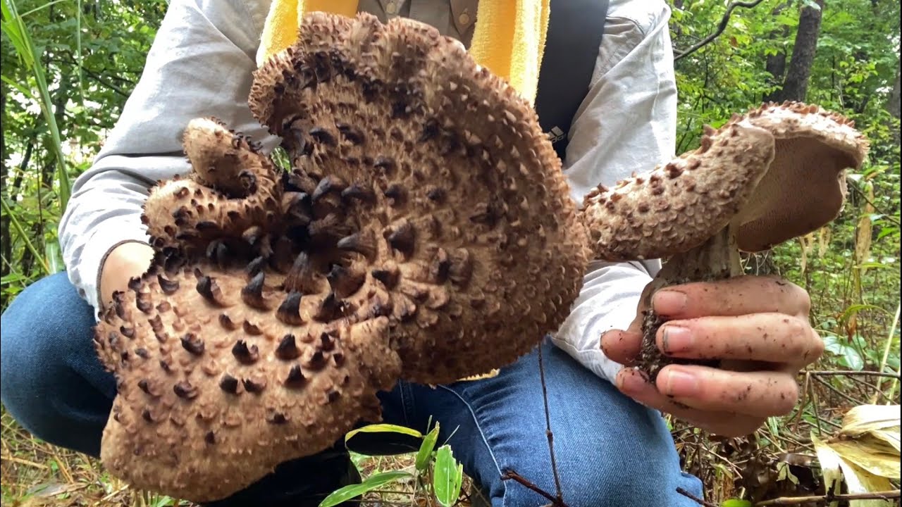 きのこ狩り　過去一のコウタケやハタケシメジ、ナラタケなど。声出し解説
