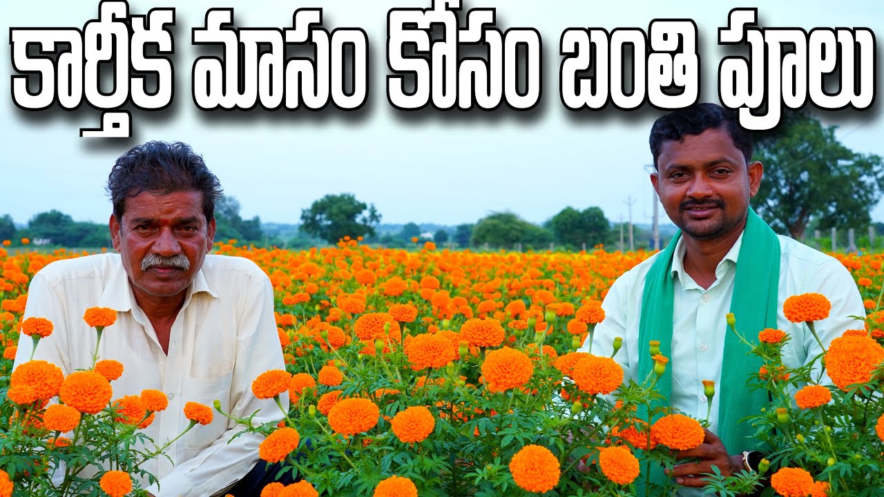 దీపావళి, కార్తీకం కోసం బంతి పూలు వేశాను | MariGold Cultivation