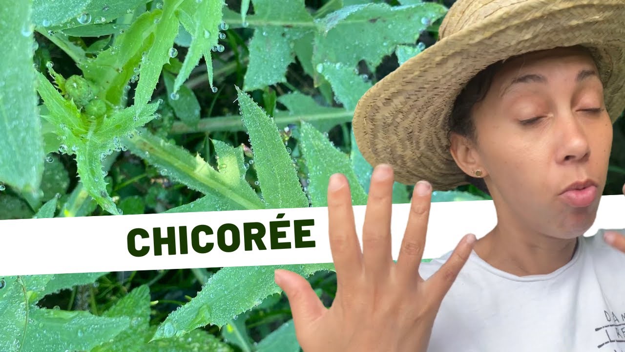🌱Plantes m&eacute;dicinales /Jour 17 : Chicor&eacute;e sauvage