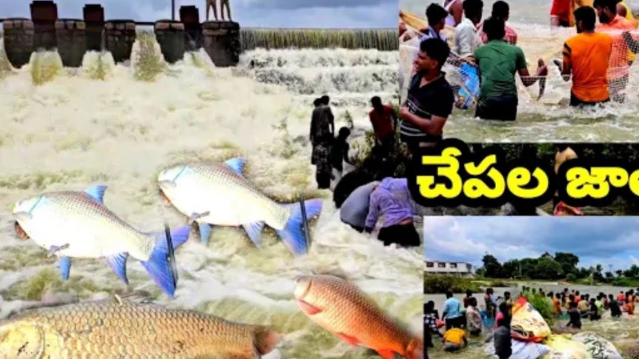 fishing Videos