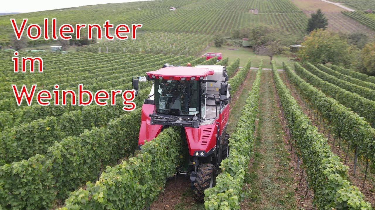 Vollernter in der Traubenlese