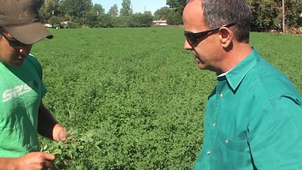 Farming Secret DOUBLES Alfalfa Production with a HIGHER QUALITY crop | ArableONE&trade;