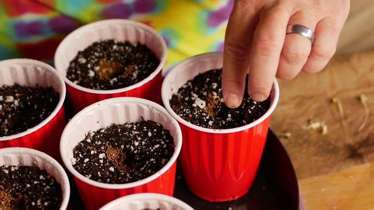 Cannabis Seed Napkin Germination, Grow Strong Industries Grow-Off #GSIGROWOFF @krustysocks8408