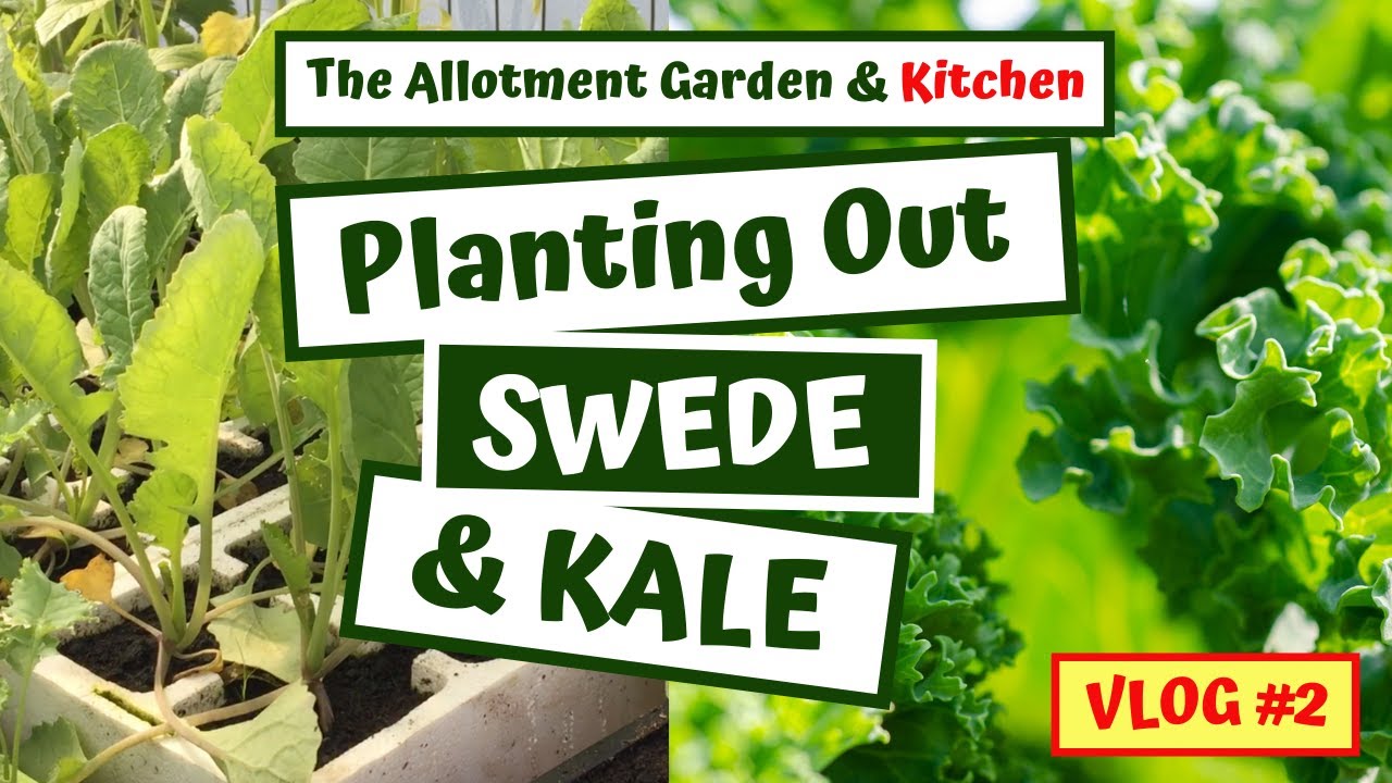 Planting Out Brassicas (Swede & Kale) - Top Tips for Ground Preparation, Growing & Netting - #32