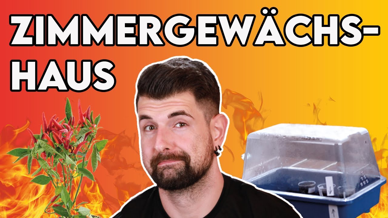 Chili Anzuchtset + Zimmergewächshaus - Lohnt sich das? (Erklärung und Tipps)
