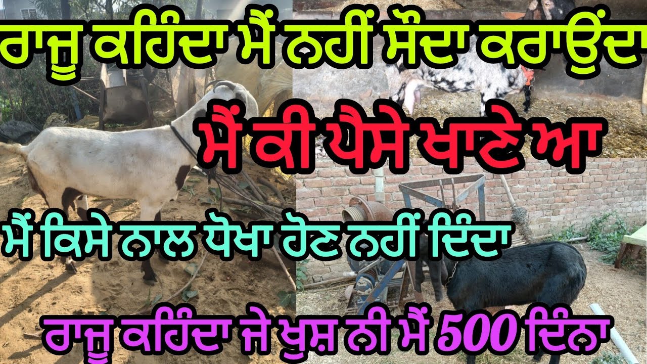 ਰਾਜੂ ਕਹਿੰਦਾ ਮੈਂ ਨਹੀਂ ਸੌਦਾ ਕਰਾਉਂਦਾ#share #logowalBakraMandi #goat #goats #bakramandi #goatfarming