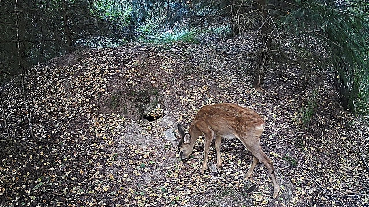 Spot #129: Žijí kolem nory: liška, kuna, srny / Living around the burrow: fox, marten, deer