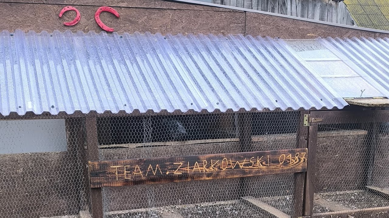 Pokaz woliery / lęgi pełną parą👌 Jakie karmy stosuje ?