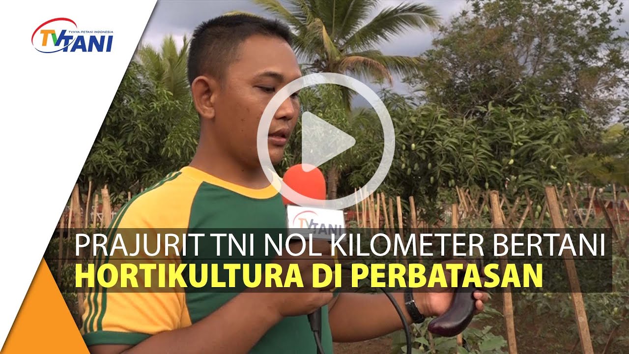 Prajurit TNI Nol Kilometer Bertani Hortikultura Sekaligus Jaga Perbatasan Indonesia - Papua Nugini