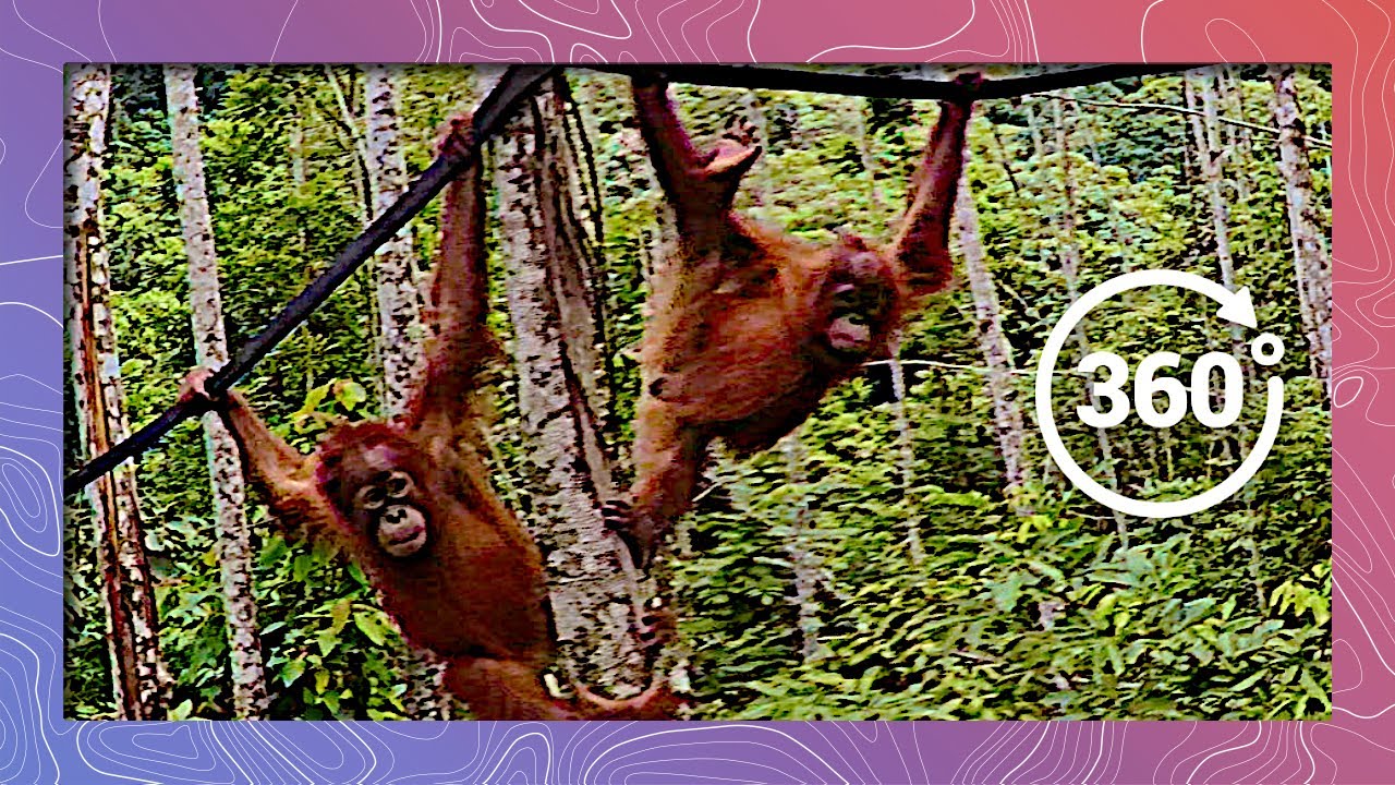 A Buffoonery of Sumatran Orangutans Swing By in 360 5K