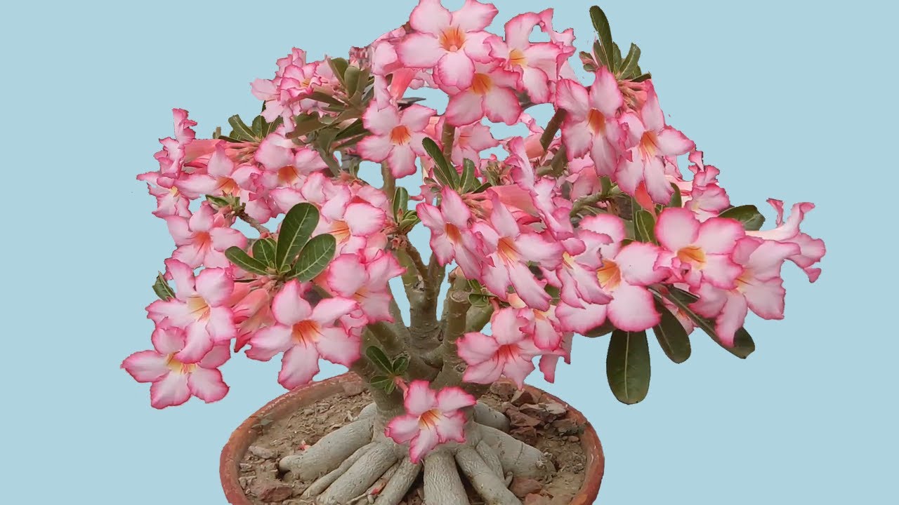 Secret of More Adenium Flower Why My Adenium Blooms Tons of Flowers