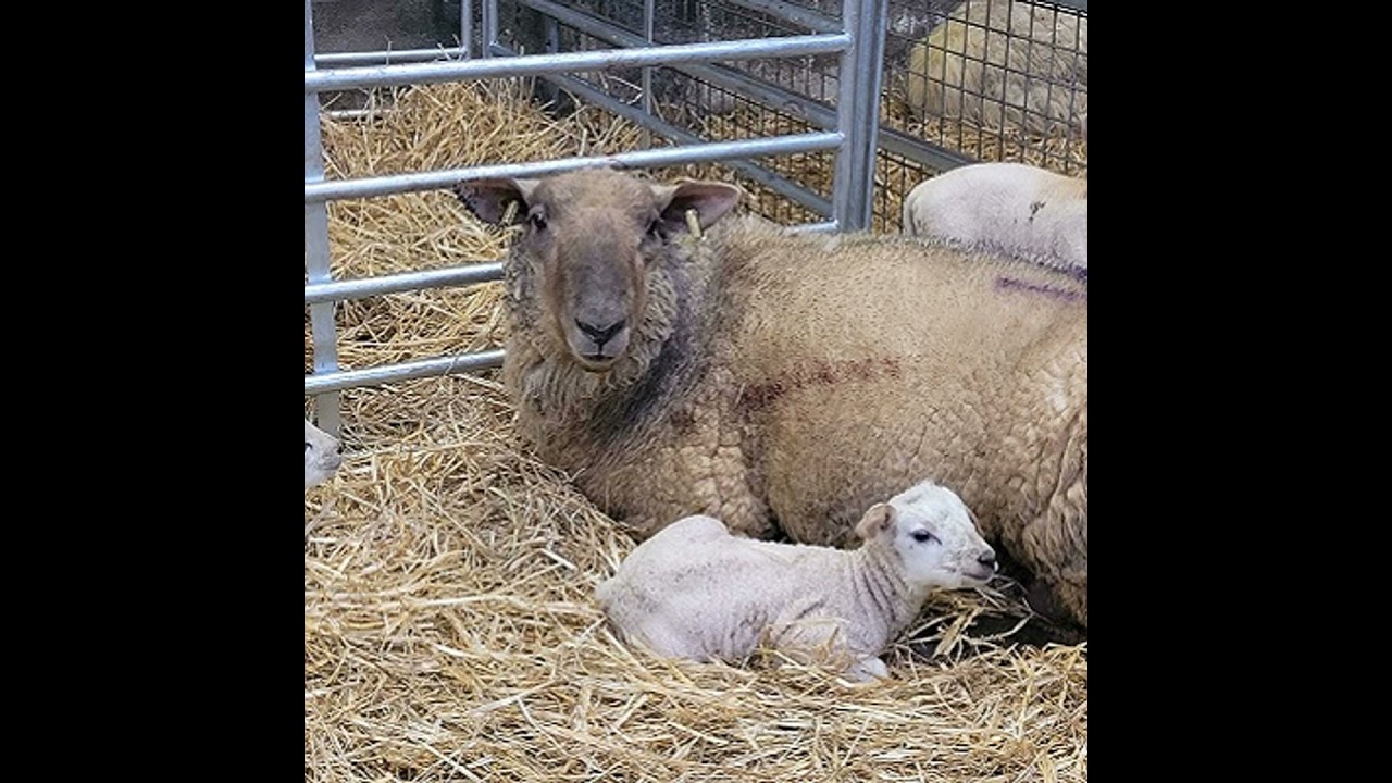 Identifying Potential Replacements: Turning Lambing Data into Genetic Gain
