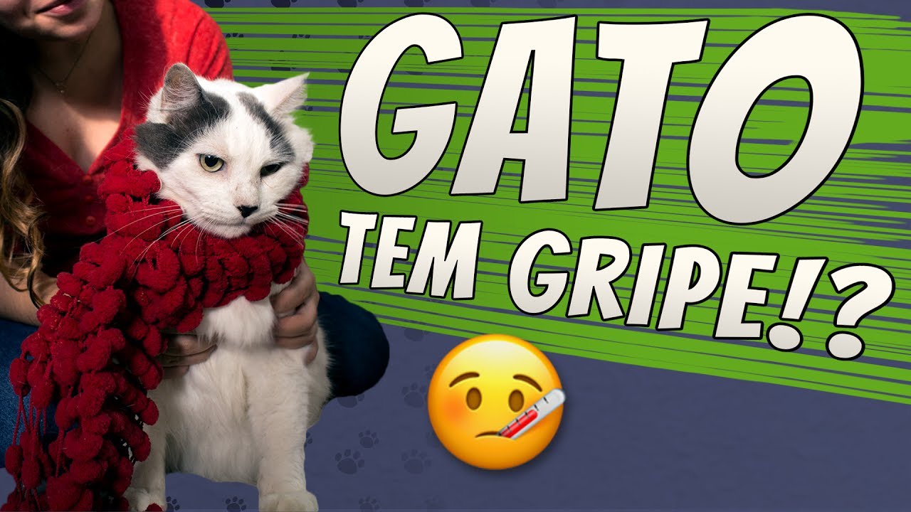 Gato gripado - RINOTRAQUEÍTE | Doenças de Gato