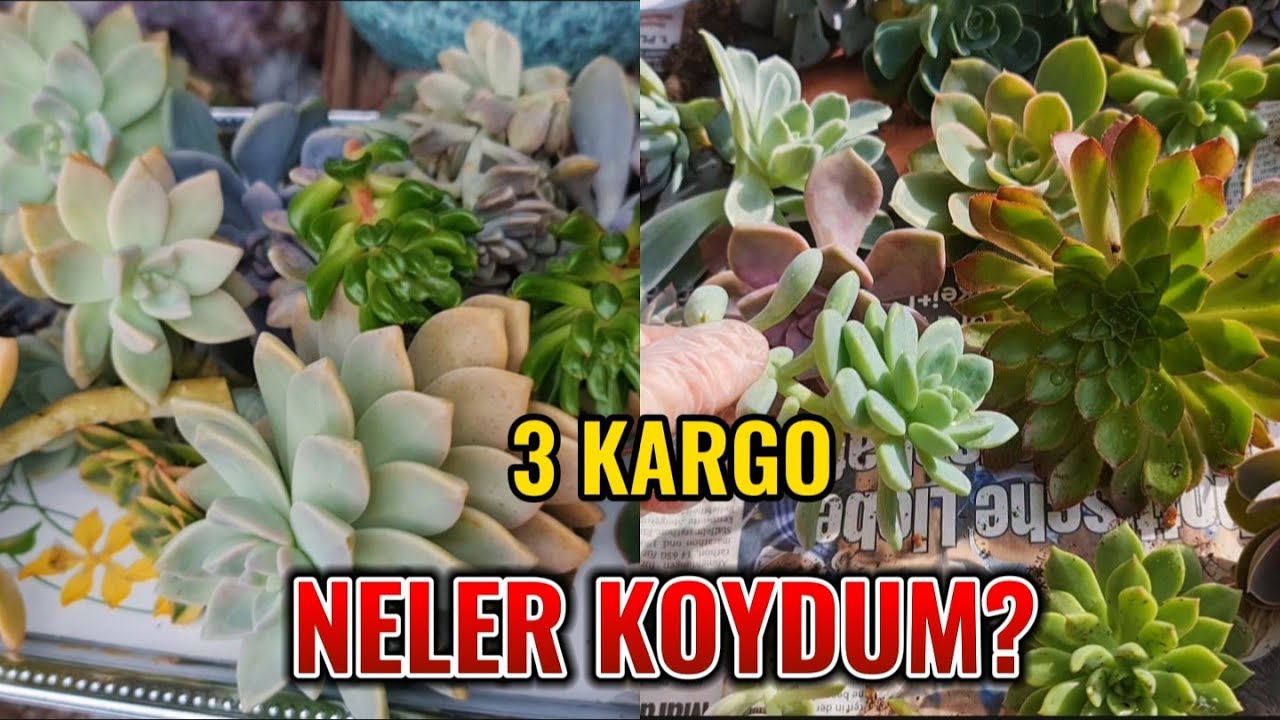 HERKES SUKULENTLE MUTLU OLSUN #deutschland #garden #sukulent #succulent #bahçe#plants#azerbaycan