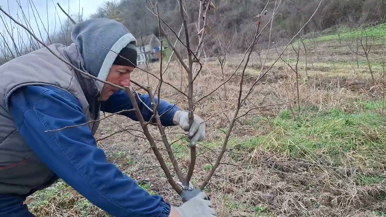 REZIDBA DUNJE