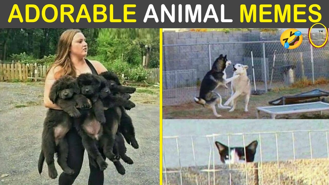Humor Adorable Animal Memes To Make Your Day | Humor Sweet