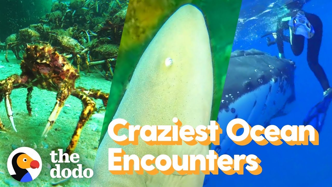 Top 5 Craziest Ocean Encounters | The Dodo