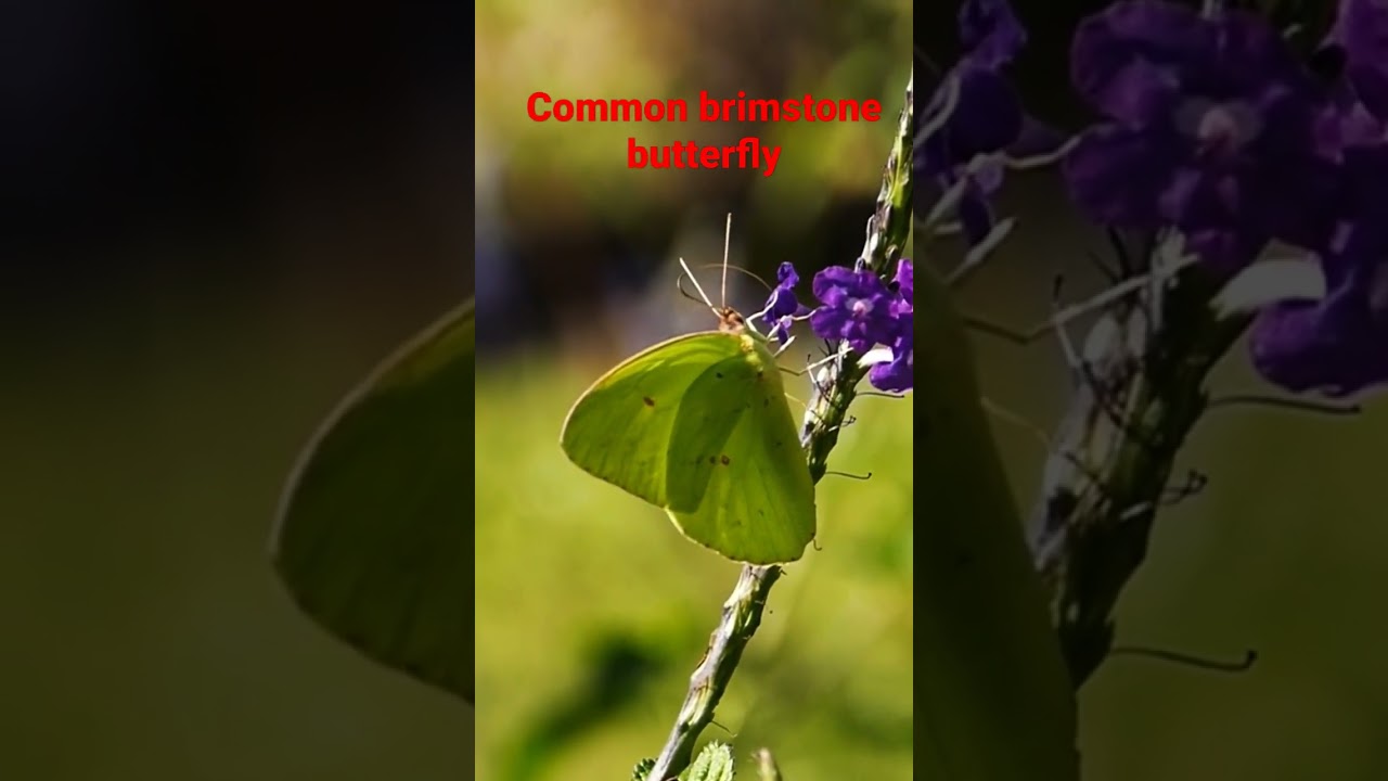 Common Brimstone Butterfly