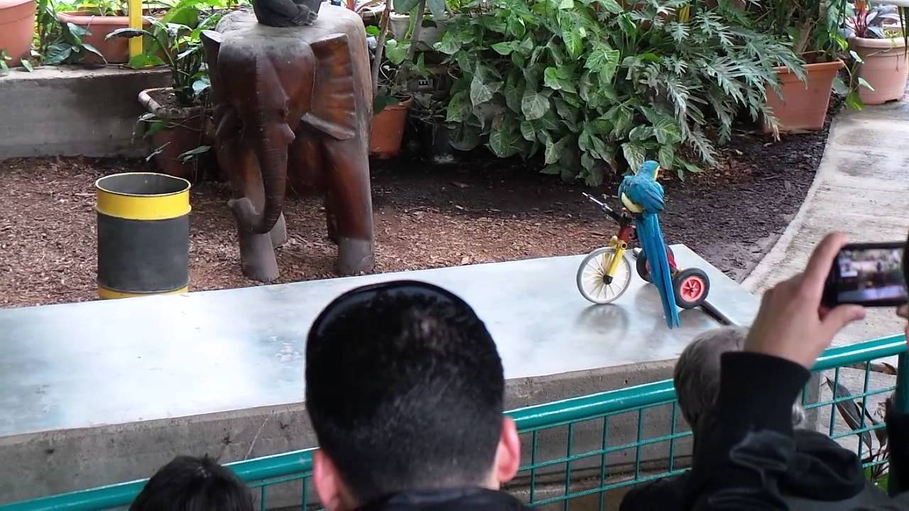 מופע תוכים בחמת גדר