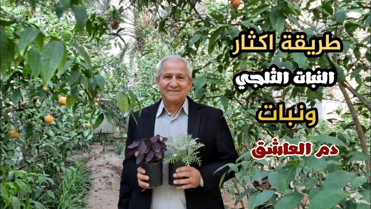 اكثار نبات دم العاشق والنبات الثلجي 