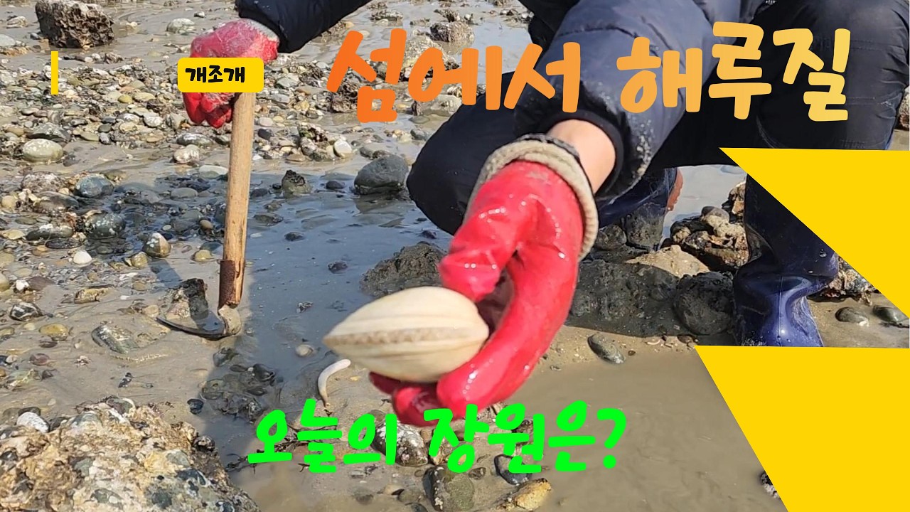 섬에서 해루질_개조개
