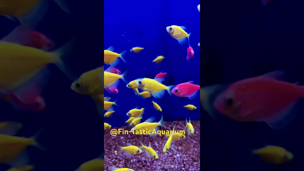 Colorful Glow Tetra Fish 🌈🐟 | Vibrant Aquarium Fish & Schooling Display