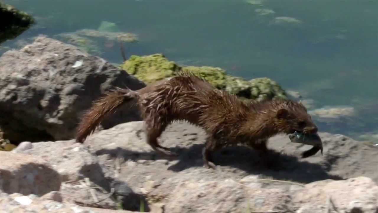 Mink Family Hunting
