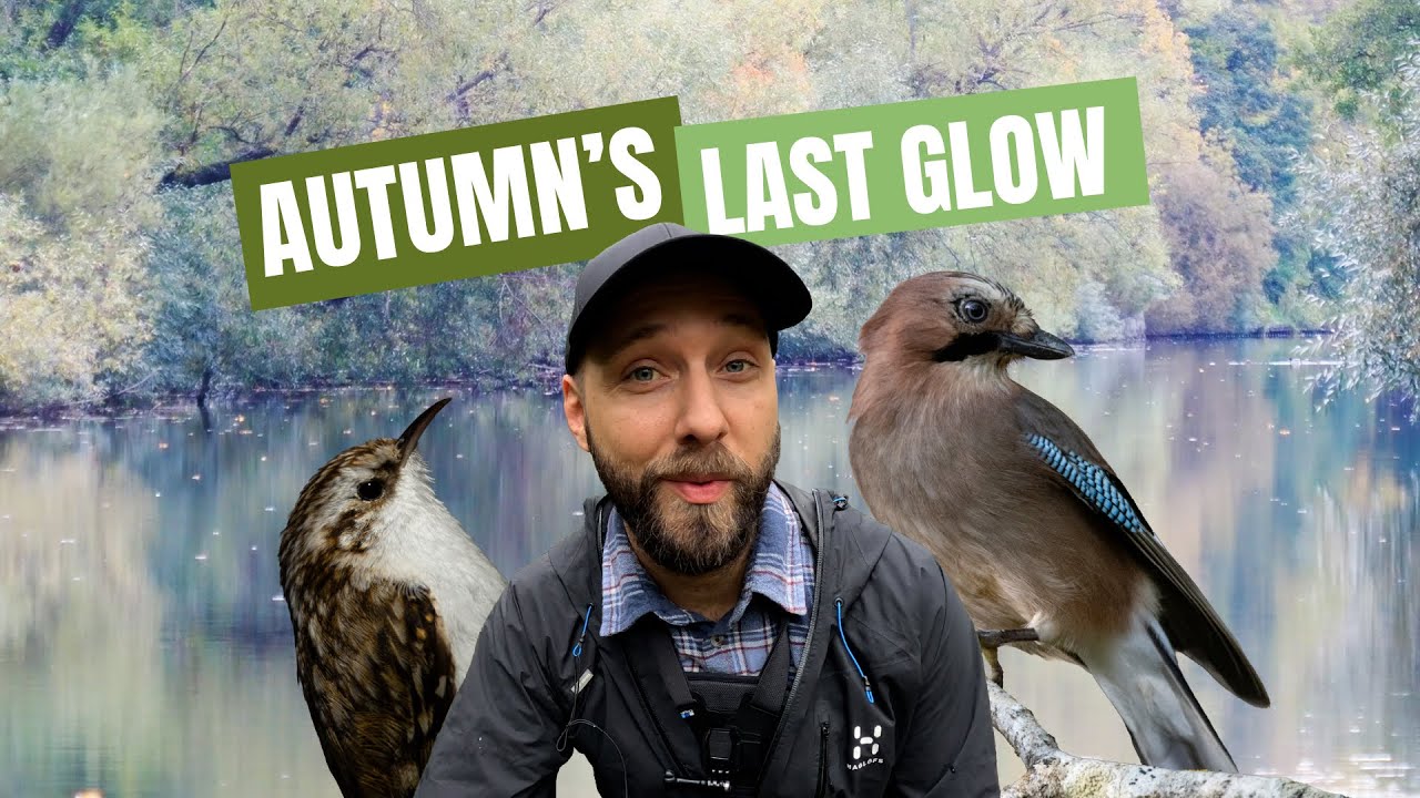 The beauty of slow autumn days in Sweden – and a surprising BIRD WAVE encounter