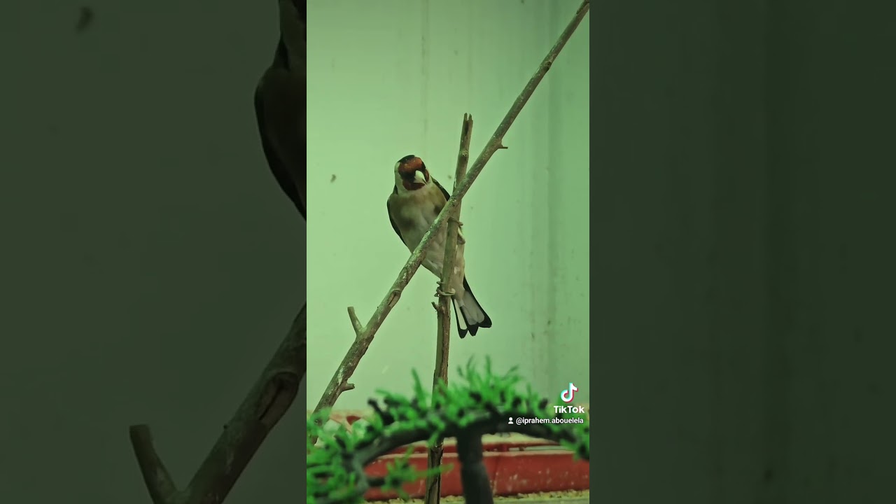 معلومات  هامه عن طائر الحسون