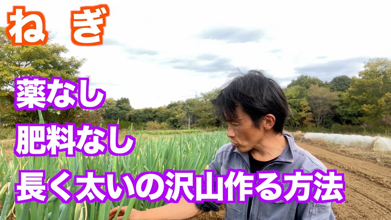 【育てる野菜　ねぎ】　無農薬で沢山作る方法