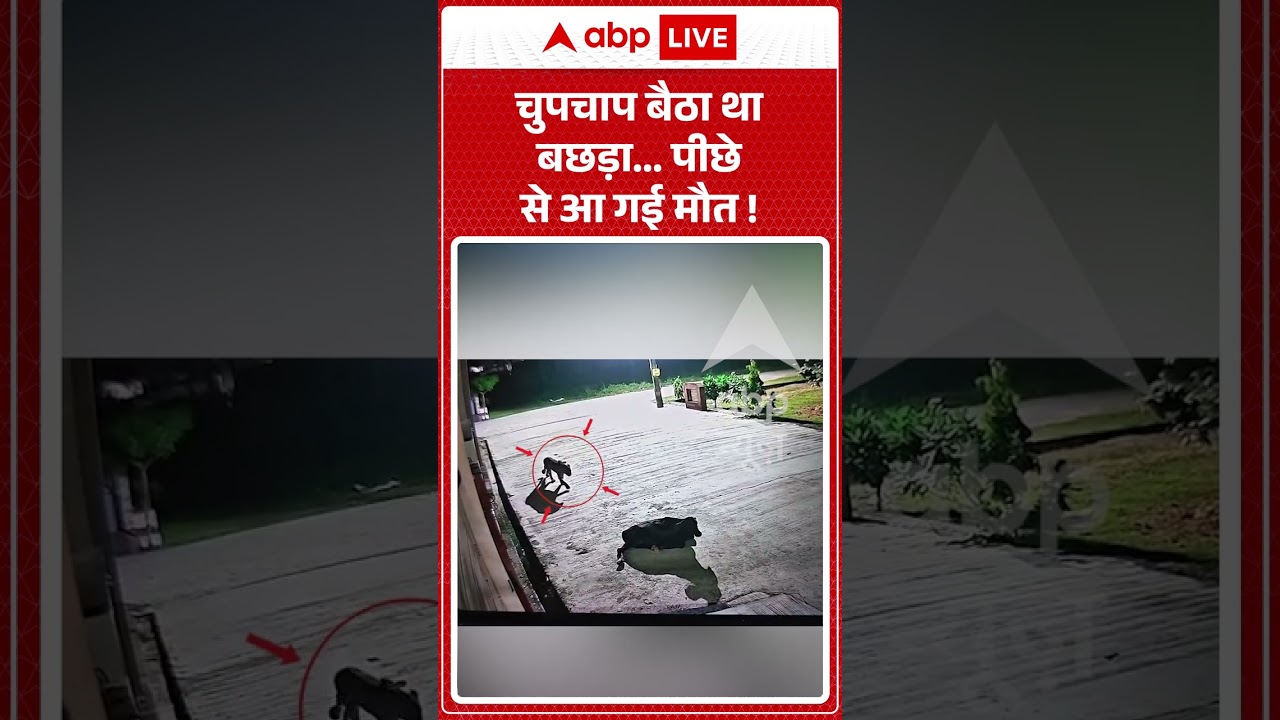 Viral Video : चुपचाप बैठा था बछड़ा... पीछे से आ गई मौत ! | #Kashipur #LeopardAttack